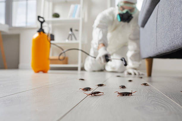 Affordable Termite Control solutions in Crowley, LA